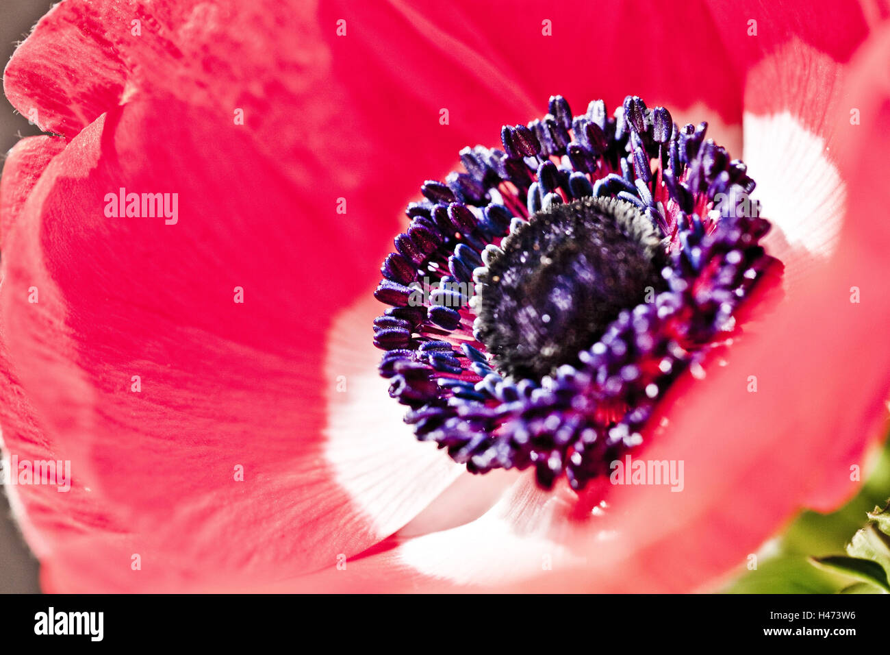 Mohn, Klatschmohn, Blüte, Radiant, Stockfoto