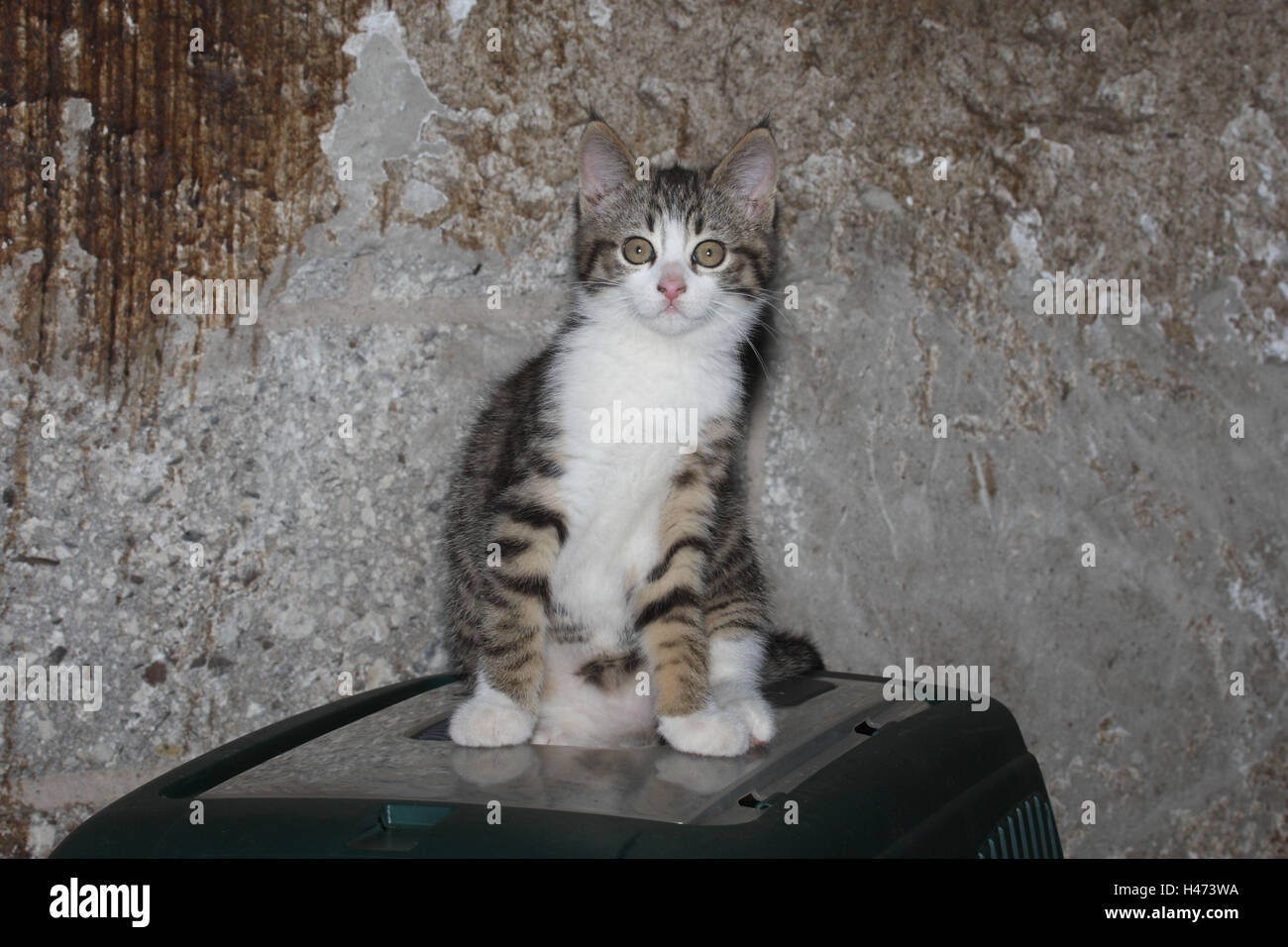 Junges Hauskatze sitzt auf der Katze Korb, Stockfoto