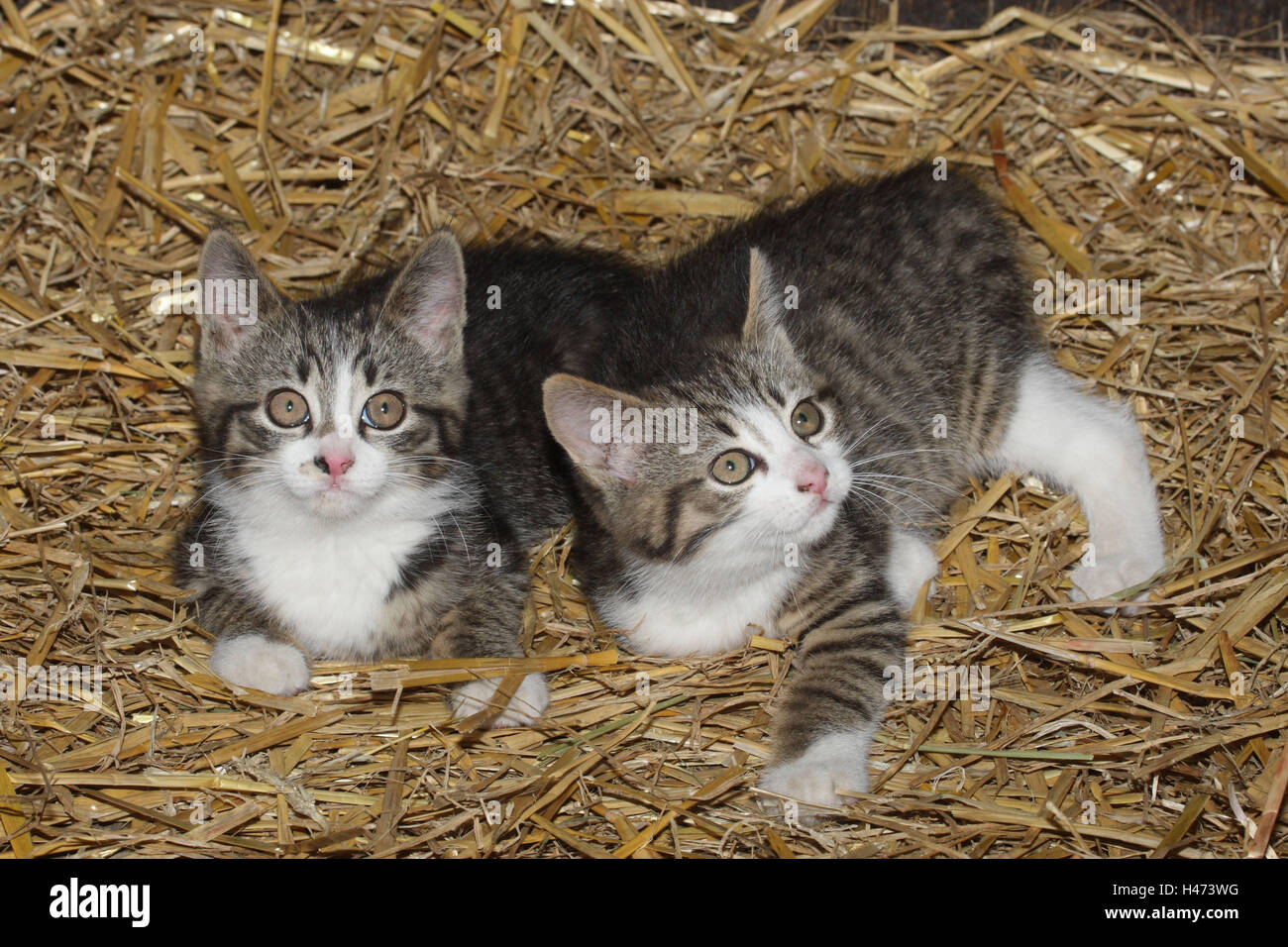 Junge Haus Katzen im Stroh, Stockfoto