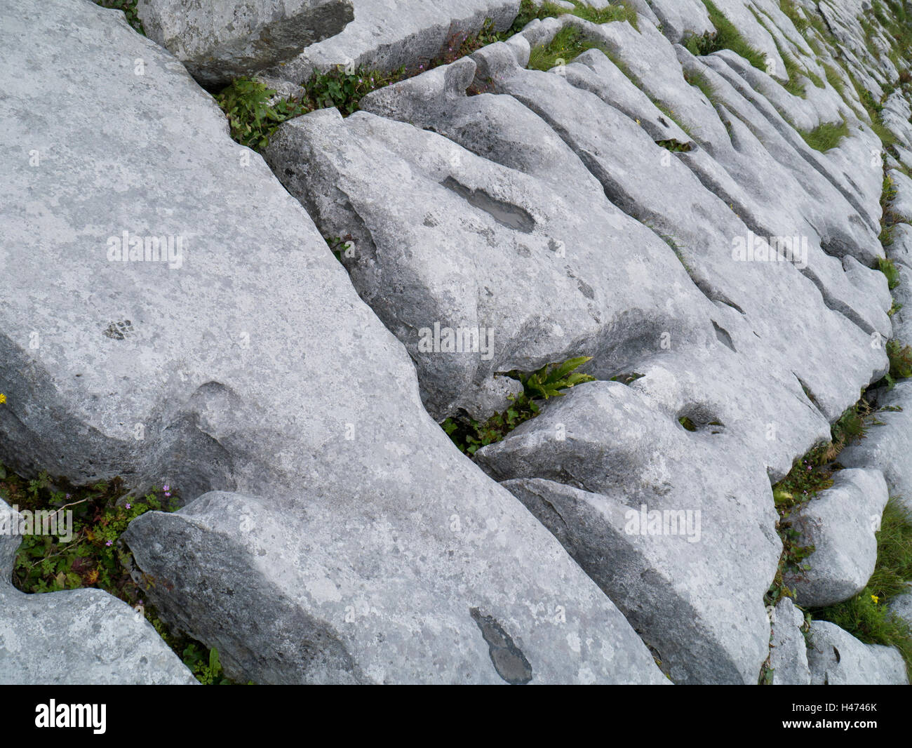 Kalkstein Pflaster in die Burren, County Clare Stockfoto