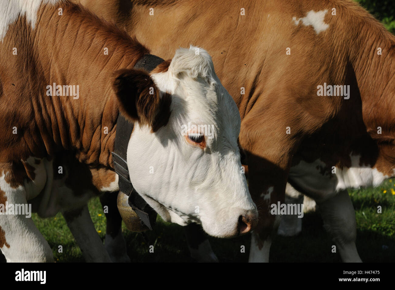 Haus Rinder, Bos Primigenius Taurus, Porträt, Seitenansicht, Detail, Stockfoto