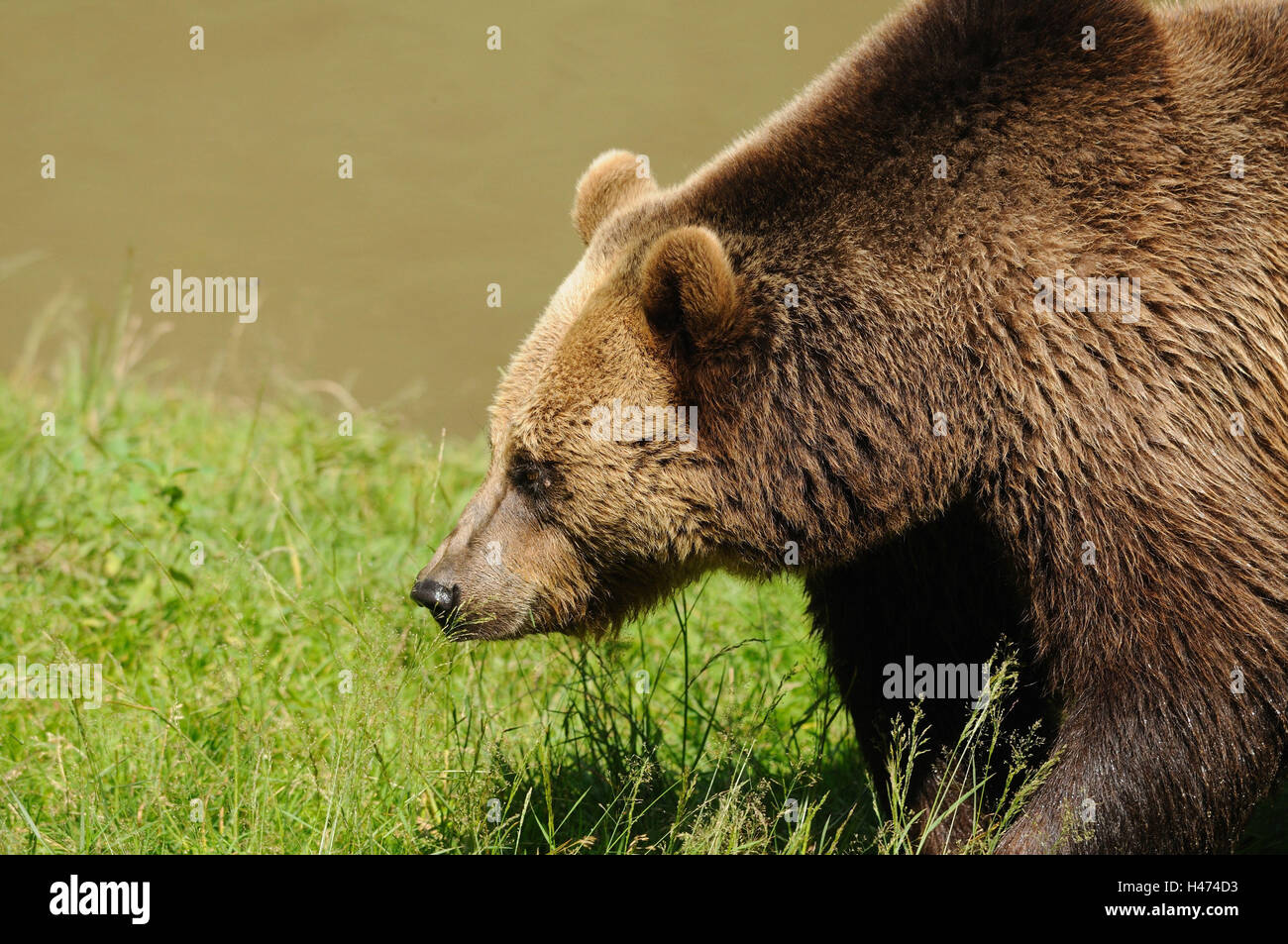 Brauner Bär, Ursus Arctos, Seitenansicht, gehen, Stockfoto