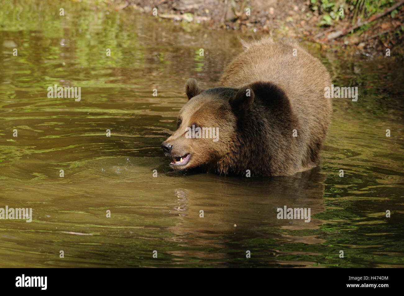 Brauner Bär, Ursus Arctos, Kopf, haben ein Bad, Wasser, Stockfoto