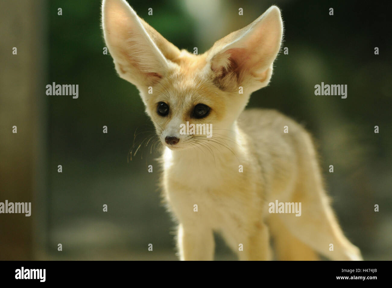 Fennek, Vulpes Zerda, Porträt, frontal, Stockfoto