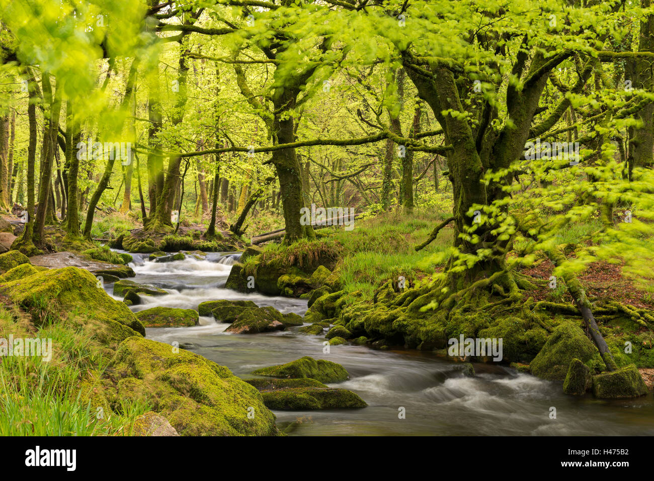 Fluss Fowey läuft durch den grünen Frühling Wald bei Golitha fällt auf Bodmin Moor, Cornwall, England. Frühjahr (Mai) 2015. Stockfoto