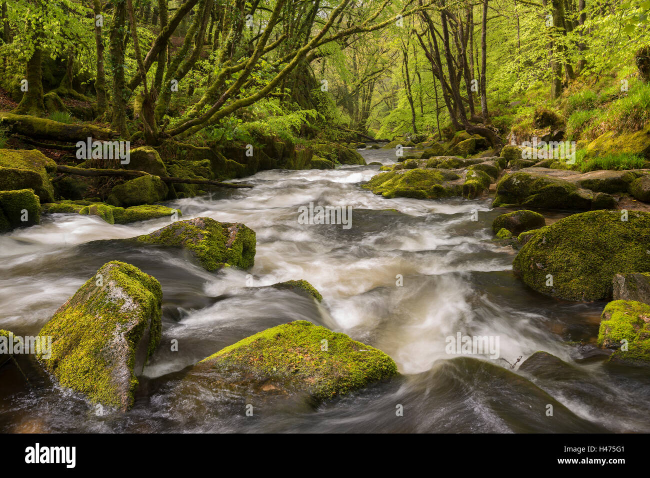 Der Fluss Fowey fließt durch das Moos bedeckt Wald an den Golitha Falls, Cornwall, England. Frühjahr (Mai) 2015. Stockfoto