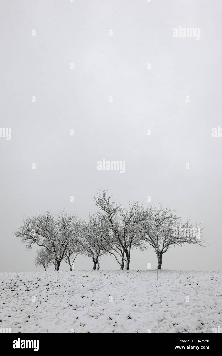 Obstbäume im Winter, Stockfoto