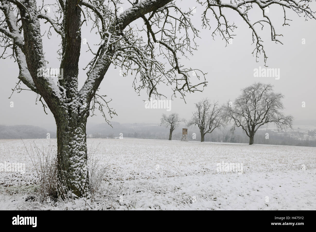 Obstbäume im Winter, Stockfoto