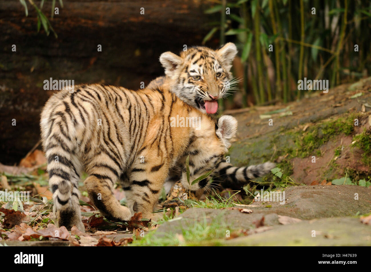 Panthera Tigris Altaica, Jungtiere, Seitenansicht, sibirische Tiger, Spiel, Blick in die Kamera Stockfoto