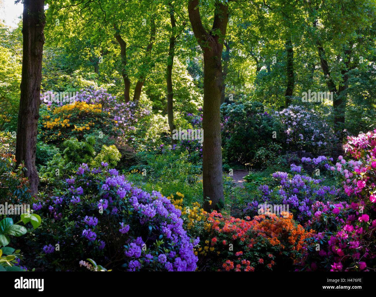 Rhododendren im Steinbruch Garten Anfang Juni im Dorothy Clive Garden in der Nähe von Market Drayton in Shropshire, England UK Stockfoto