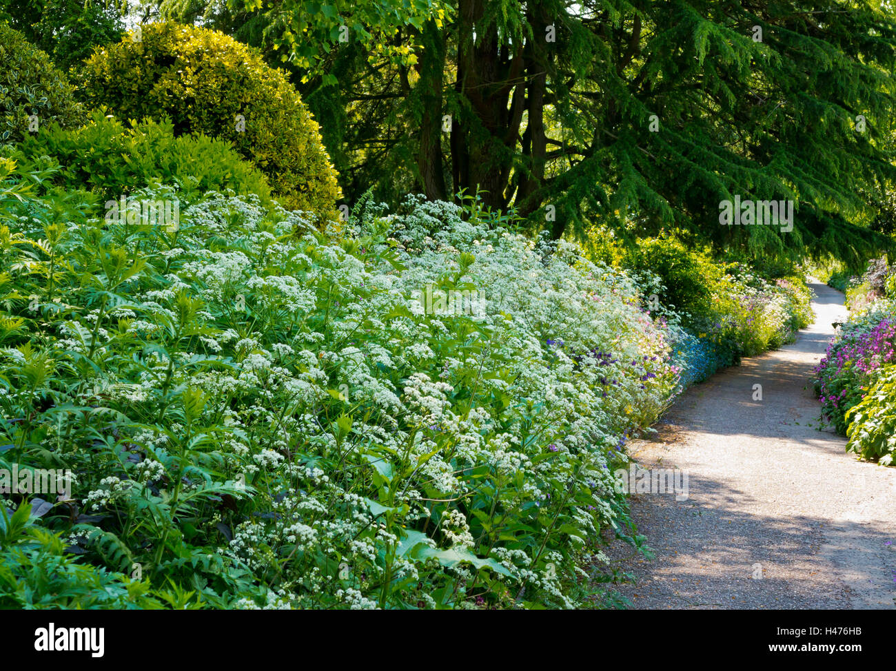 Blick auf Pflanzen, die Anfang Juni im Dorothy Clive Garden in der Nähe von Market Drayton in Shropshire, England UK Stockfoto