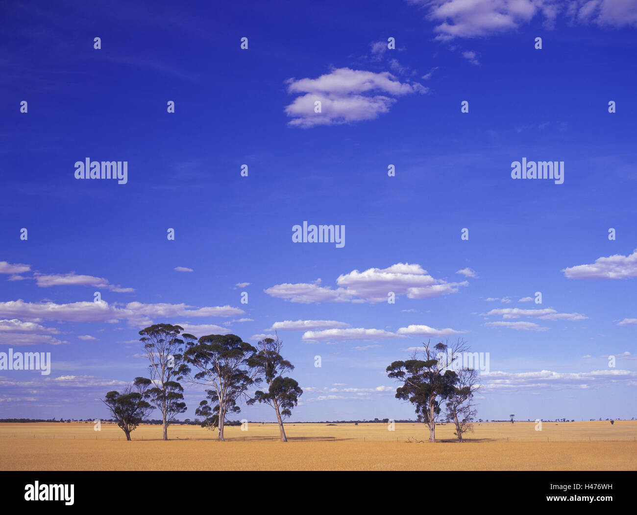 Australien, western Australia, Midlands, Cadoux, Landschaft in der Nähe Cadoux, Stockfoto