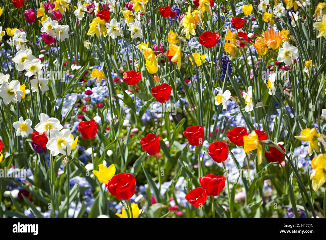 Blumenbeet mit Frühlingsblumen, Stockfoto
