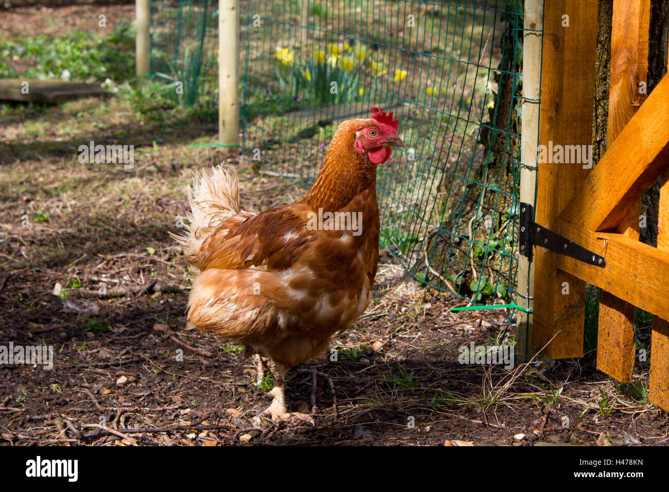 Hybrid-Rescue-Huhn Stockfoto