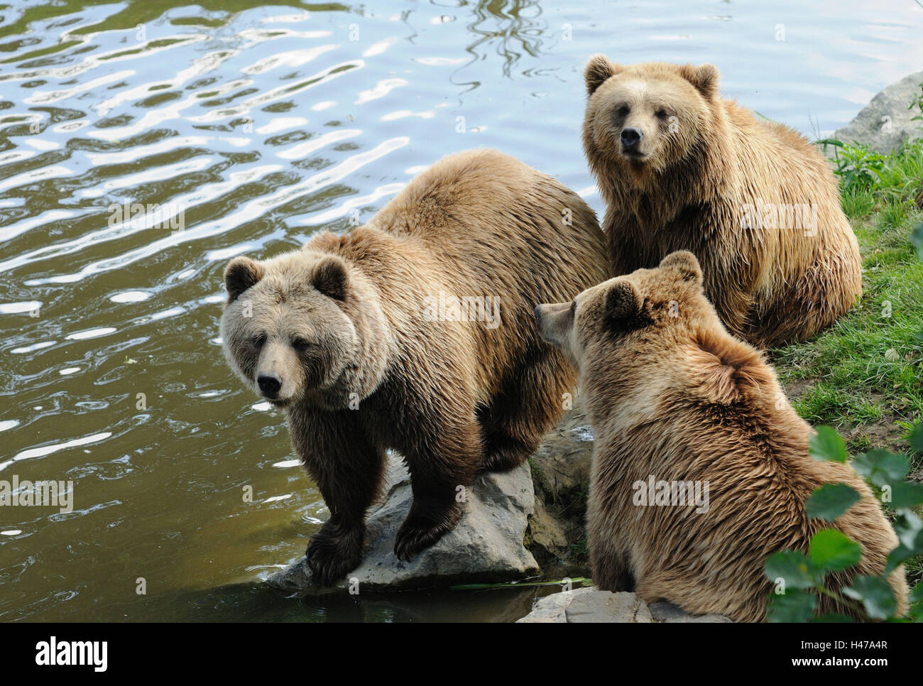 Europäische Braunbären, Ursus Arctos, Wasser, Ufer, Rückfahrkamera, Stockfoto