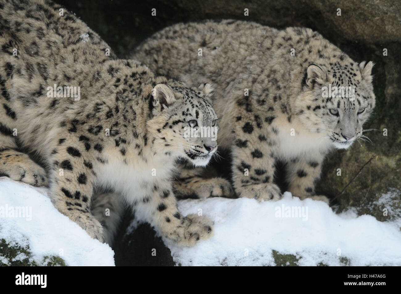 Schnee-Leoparden, Uncia Uncia, Felsen, Schnee, Stockfoto