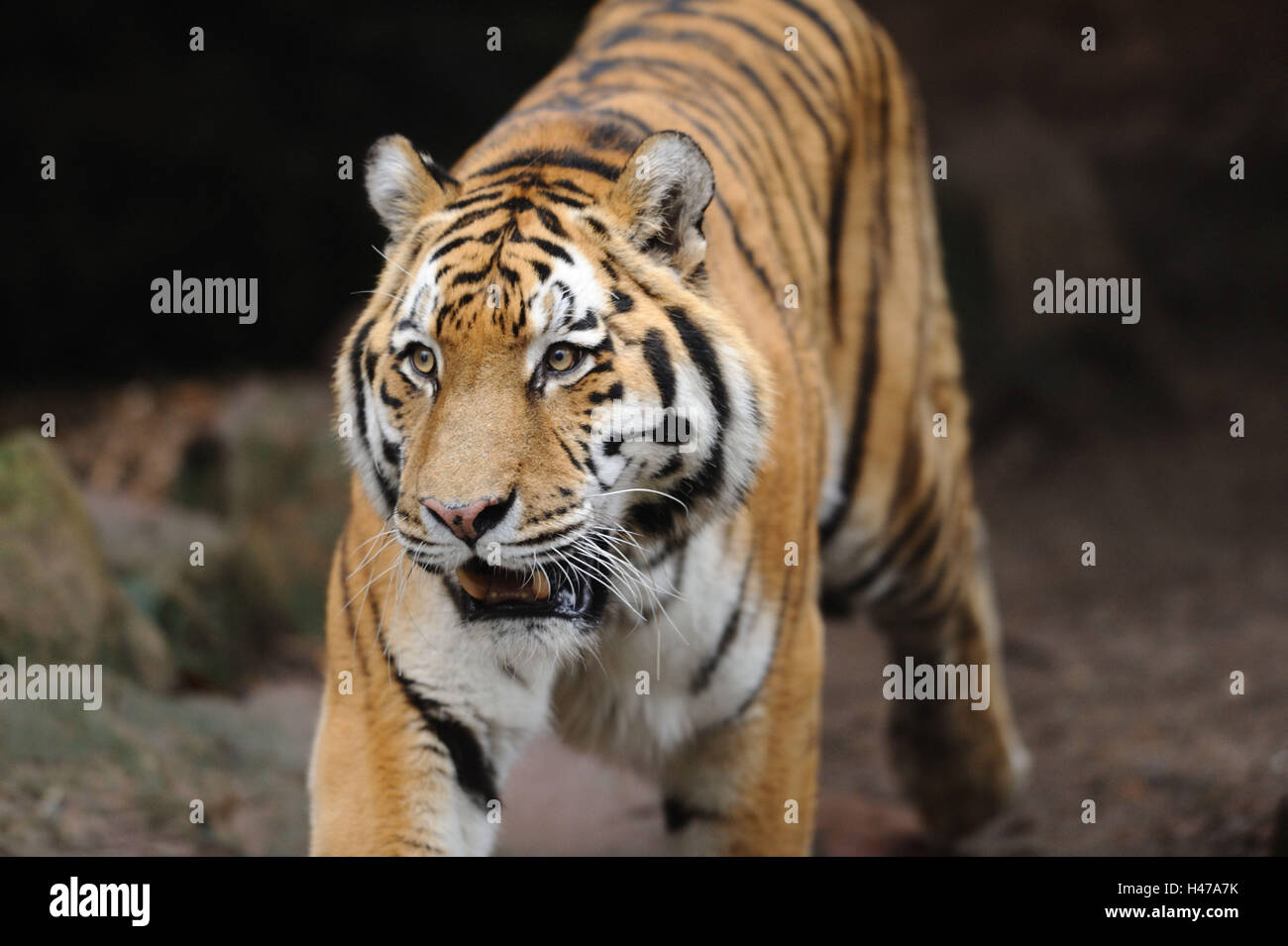 Sibirischer Tiger, Panthera Tigris Altaica, frontal, Stockfoto