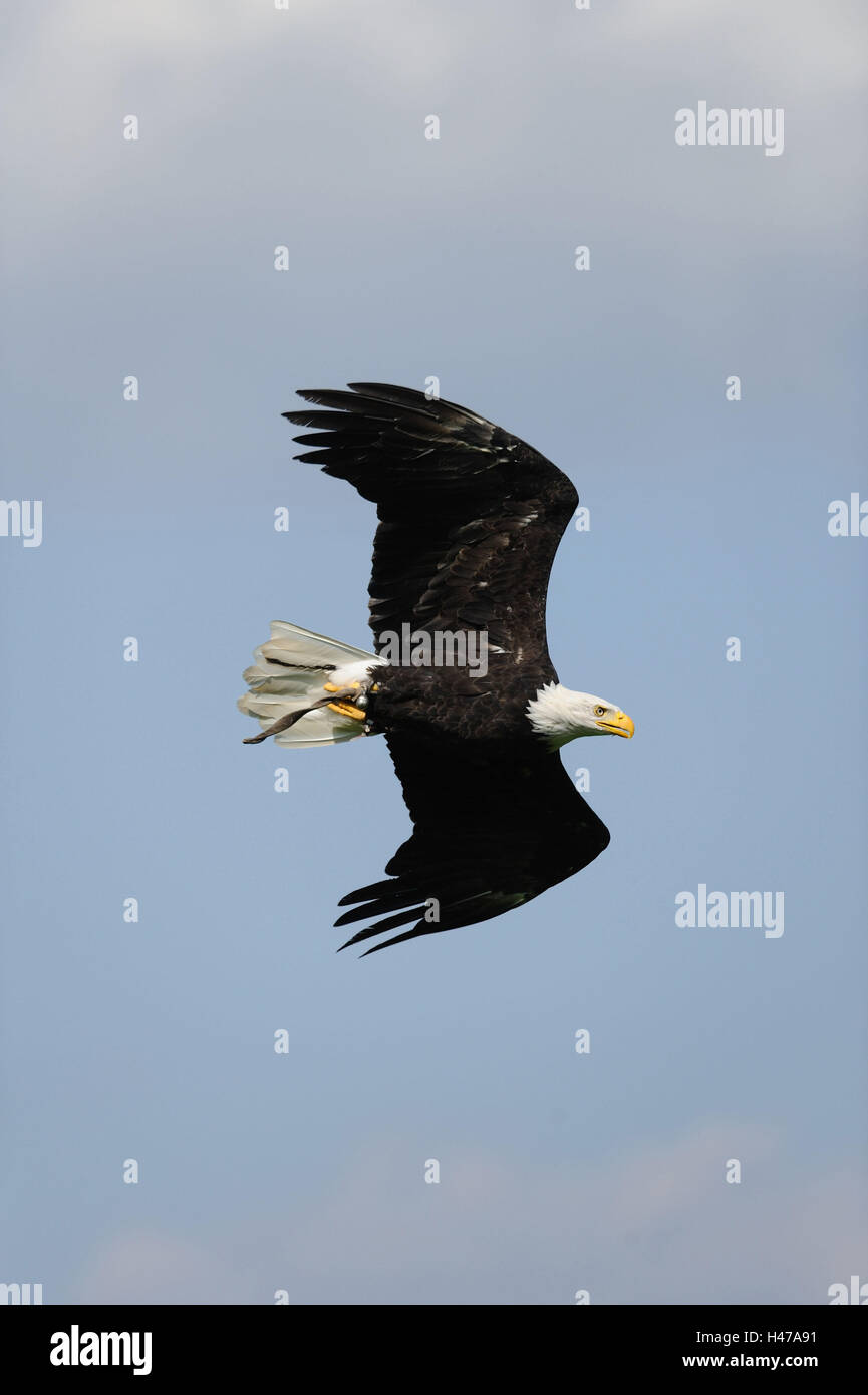 Weißer Kopf See Adler, Haliaeetus Leucocephalus in der Flucht, Stockfoto