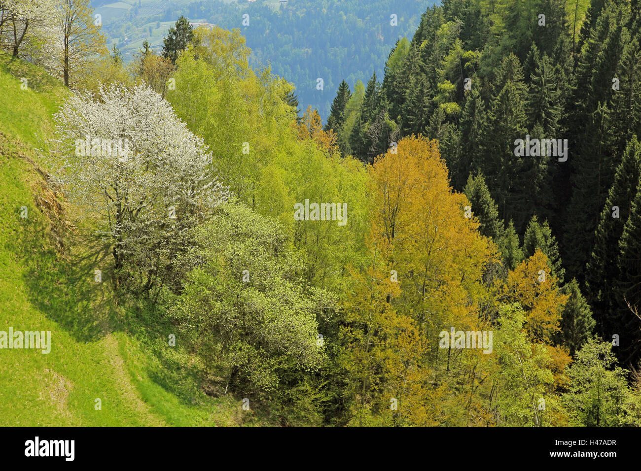 Italien, Südtirol, Berg Holz, Ultental Ultner Alpzimmern, Landschaft, Alm, Berg, Bäume, Blüte, Blüte, Busch, Glanz, blüht ein Baum, Holz, Holz Berg, Tal, Natur, Lebensraum, Kulturgut, menschenleer, Ruhe, Stille, Meere Stockfoto