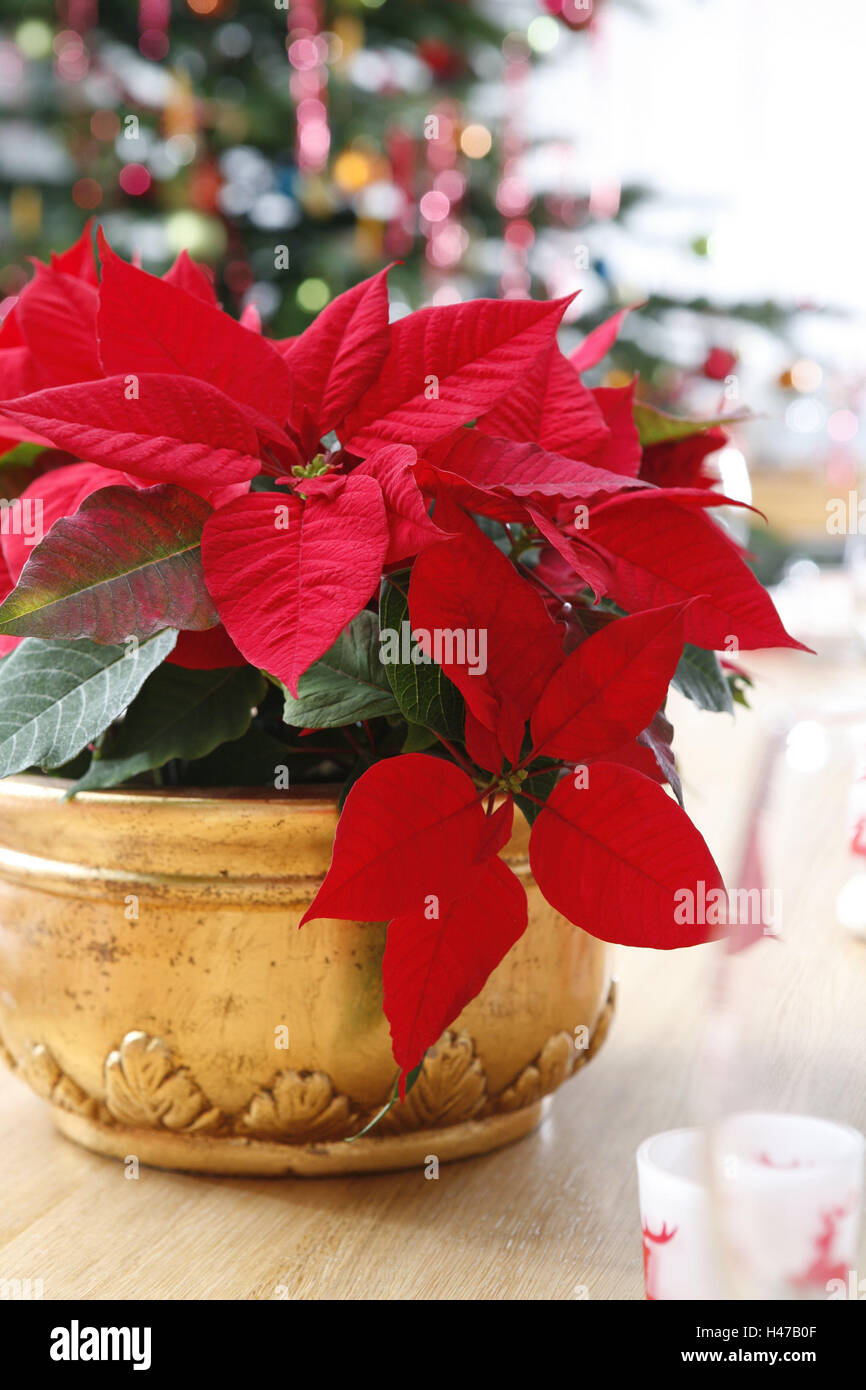 Stern von Bethlehem, Weihnachten, Dekoration, Ambiente, für Weihnachten, festlich, stimmungsvoll, gemütlich, Adventsstern, indoor-Anlage, Euphorbiaceae, niemand, rot, Stockfoto