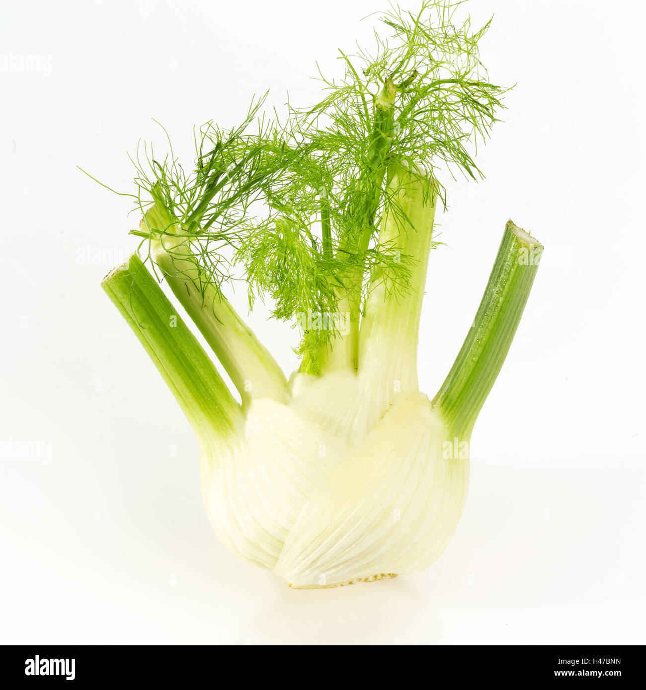 Fenchel, Stockfoto