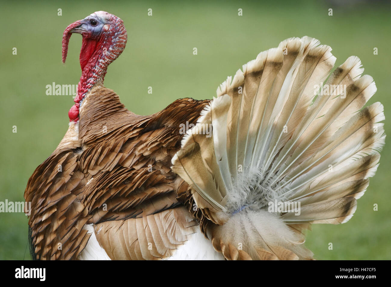 Türkei, Meleagris Gallopavo, Männlich, Durchführung von Balz, Stockfoto