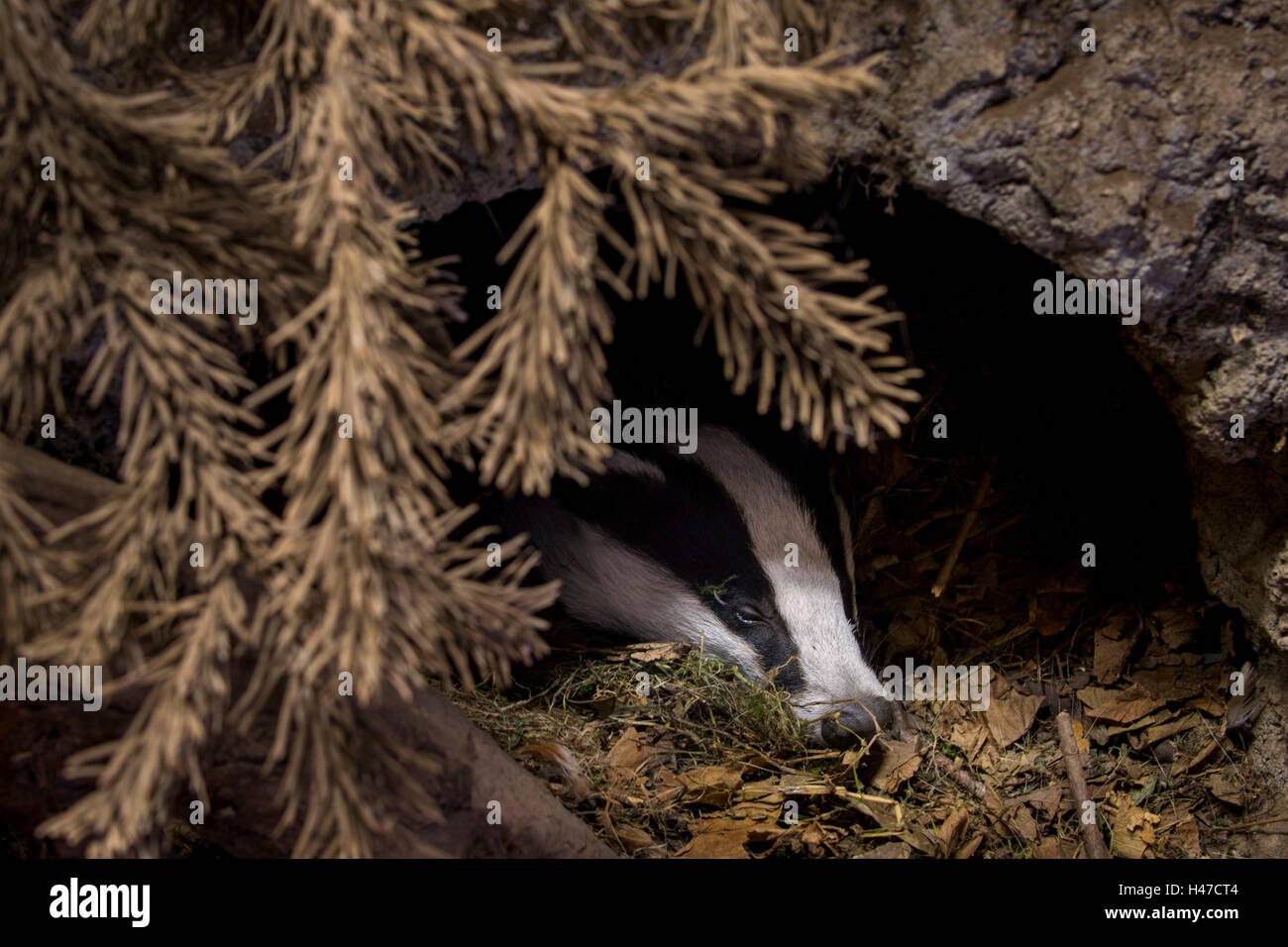 Europäischer Dachs (Meles Meles) in Höhle schlafen / Sett im Nadelwald Stockfoto