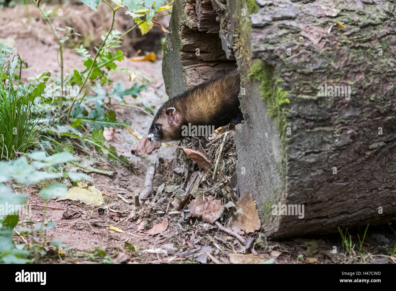 Europäischer Iltis (Mustela Putorius) am Eingang des Nest in hohlen Baumstamm im Wald Stockfoto