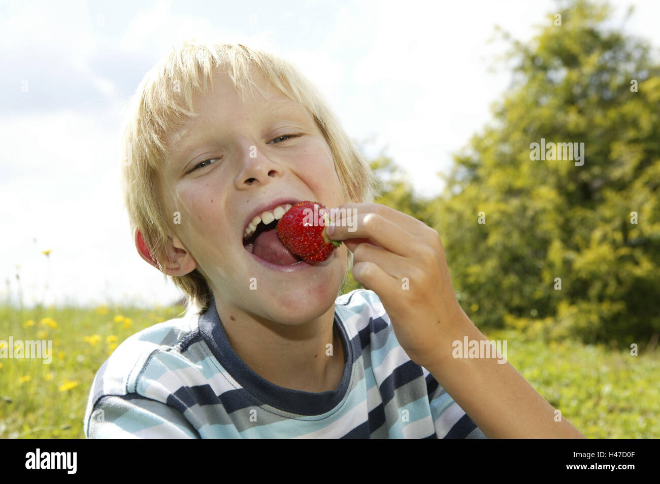 Junge, Wiese, Erdbeeren, Essen, Stockfoto