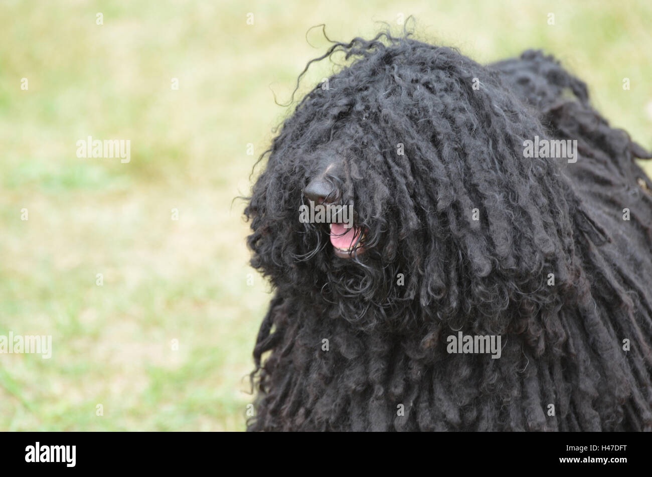 Dicke, schwarze locken auf ein schwarzer Puli Welpen Hund Stockfotografie -  Alamy