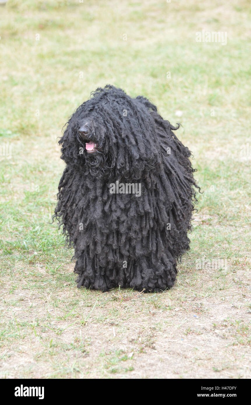 Dicke, schwarze locken auf einen Puli Hund Stockfotografie Alamy