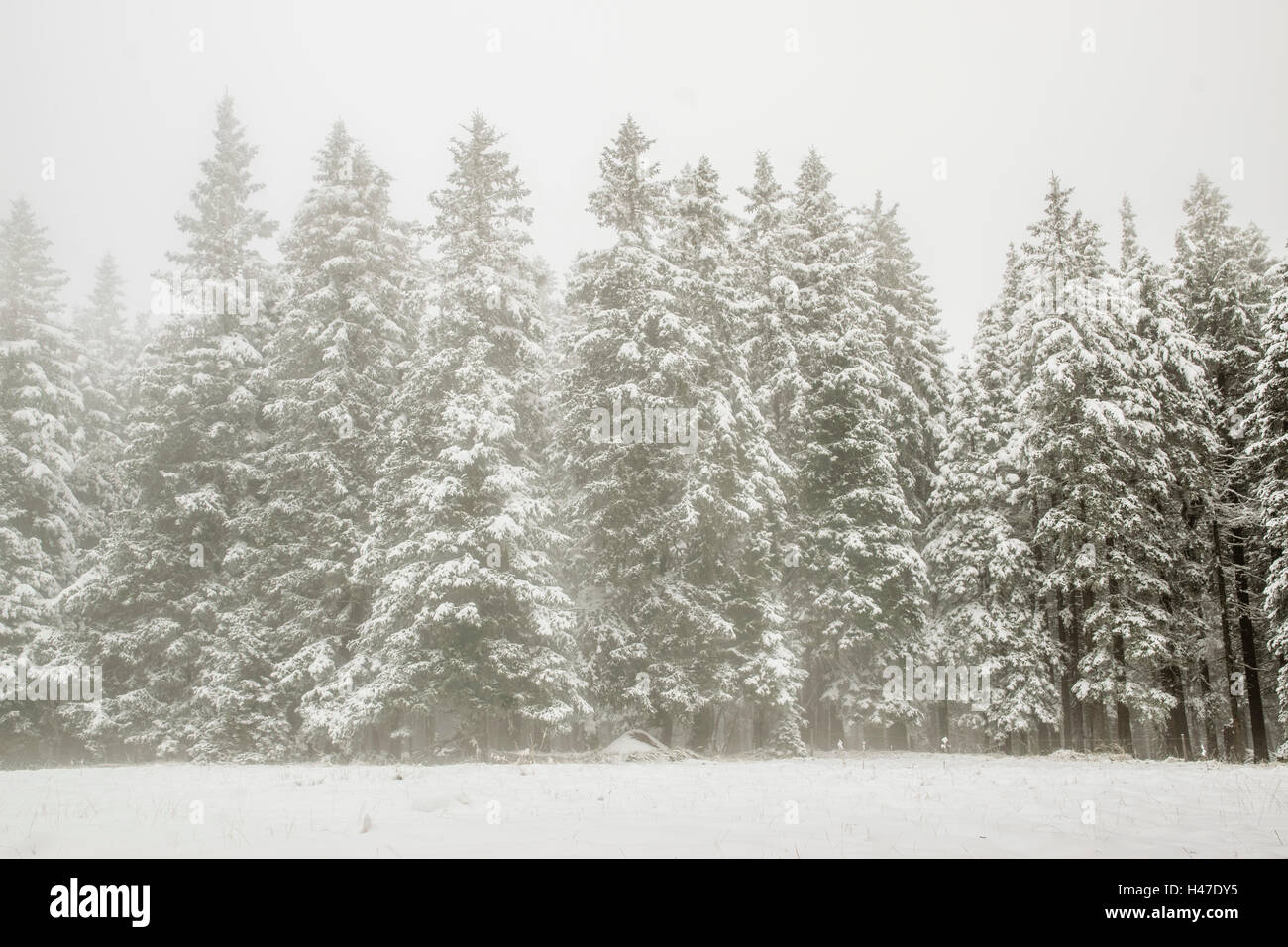 Nebligen Wald Stockfoto