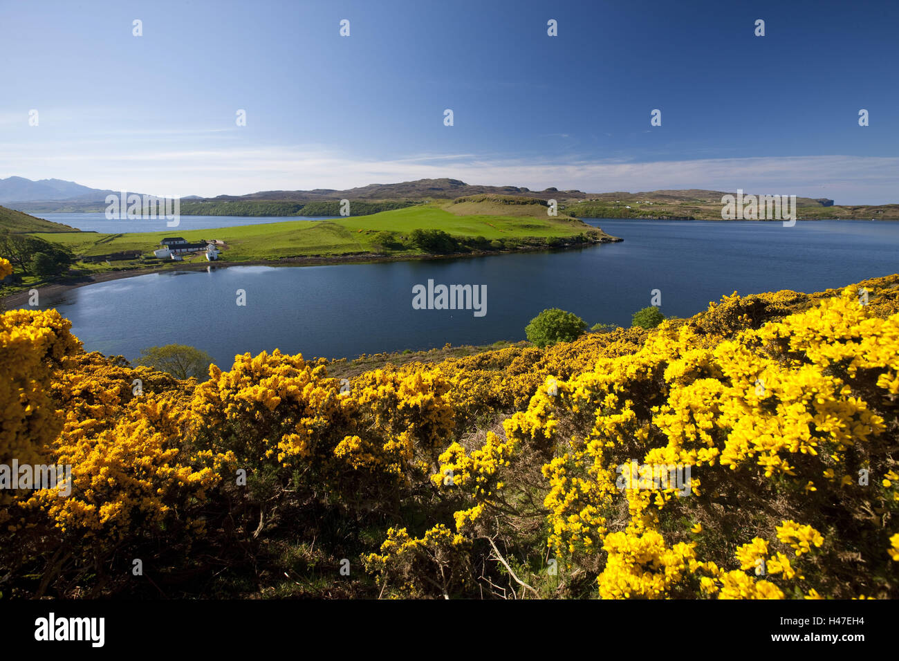 Die Inneren Hebriden, Isle Skye, Küste, englischer Ginster, Genista Anglica, Stockfoto