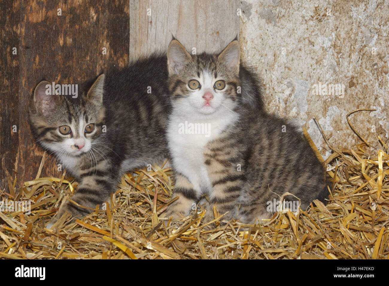 Junge Haus Katzen im Stroh, Stockfoto
