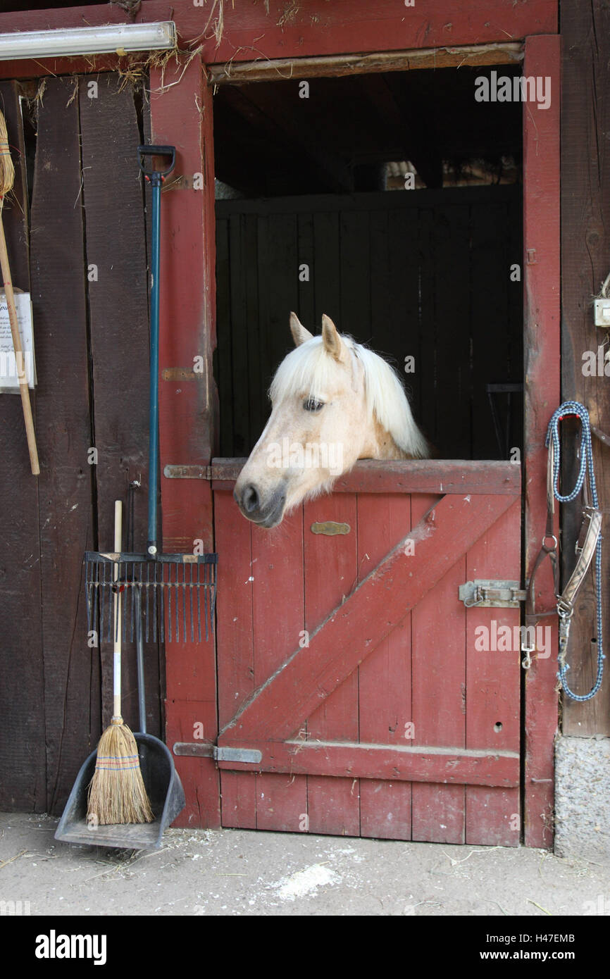 Pferd in die Stalltür, Stockfoto