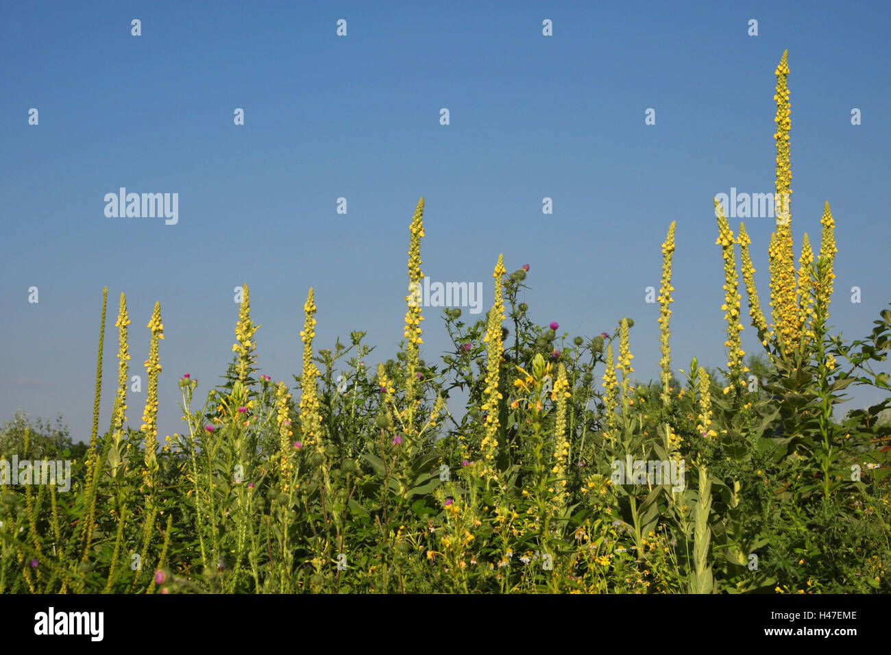 Kleine Blume große Königskerze, Stockfoto