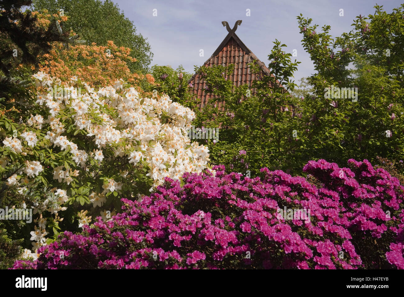 bauhaus thuja smaragd Jetzt Lebensbaum 'Smaragd' online kaufen bei Bohlken Pflanzenversand –  Bohlken Pflanzenversand GbR main image 1