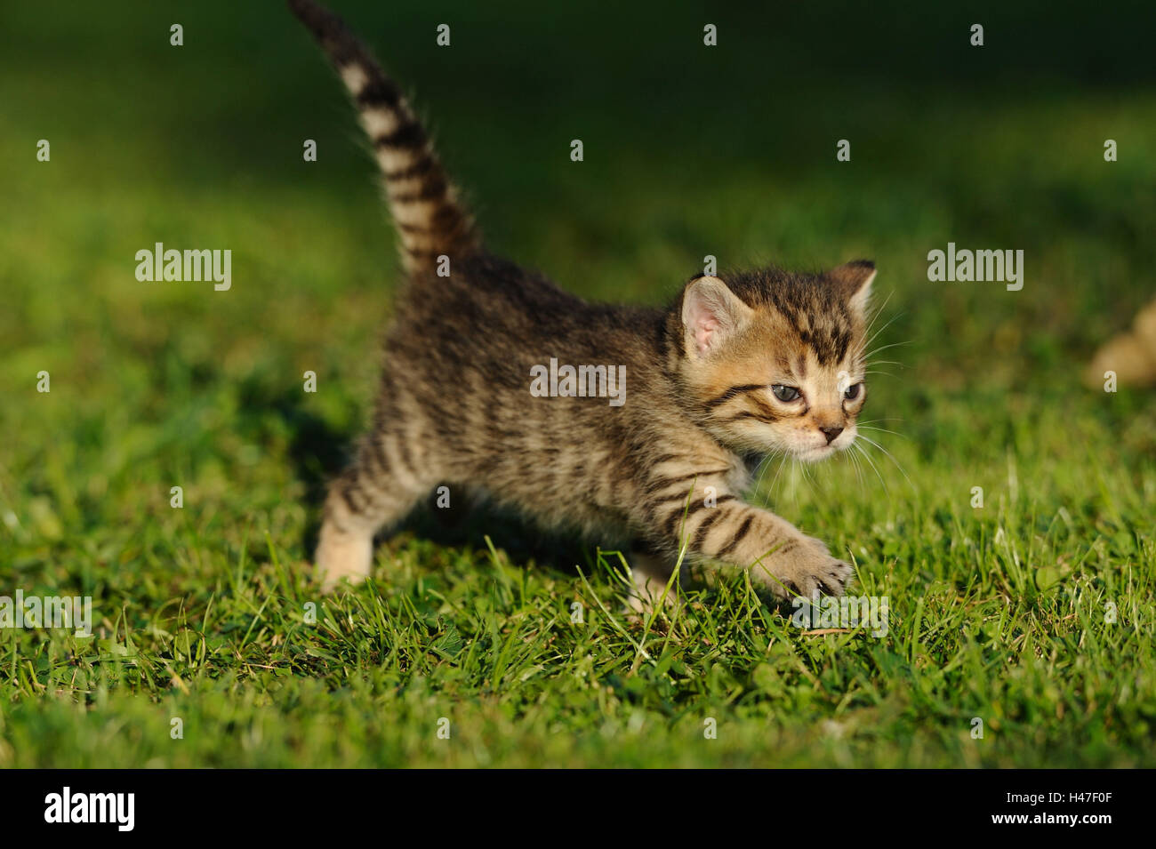 Haus Kätzchen, Felis Silvestris Catus, junges Tier, gestreift, Wiese, Seitenansicht, gehen, Stockfoto