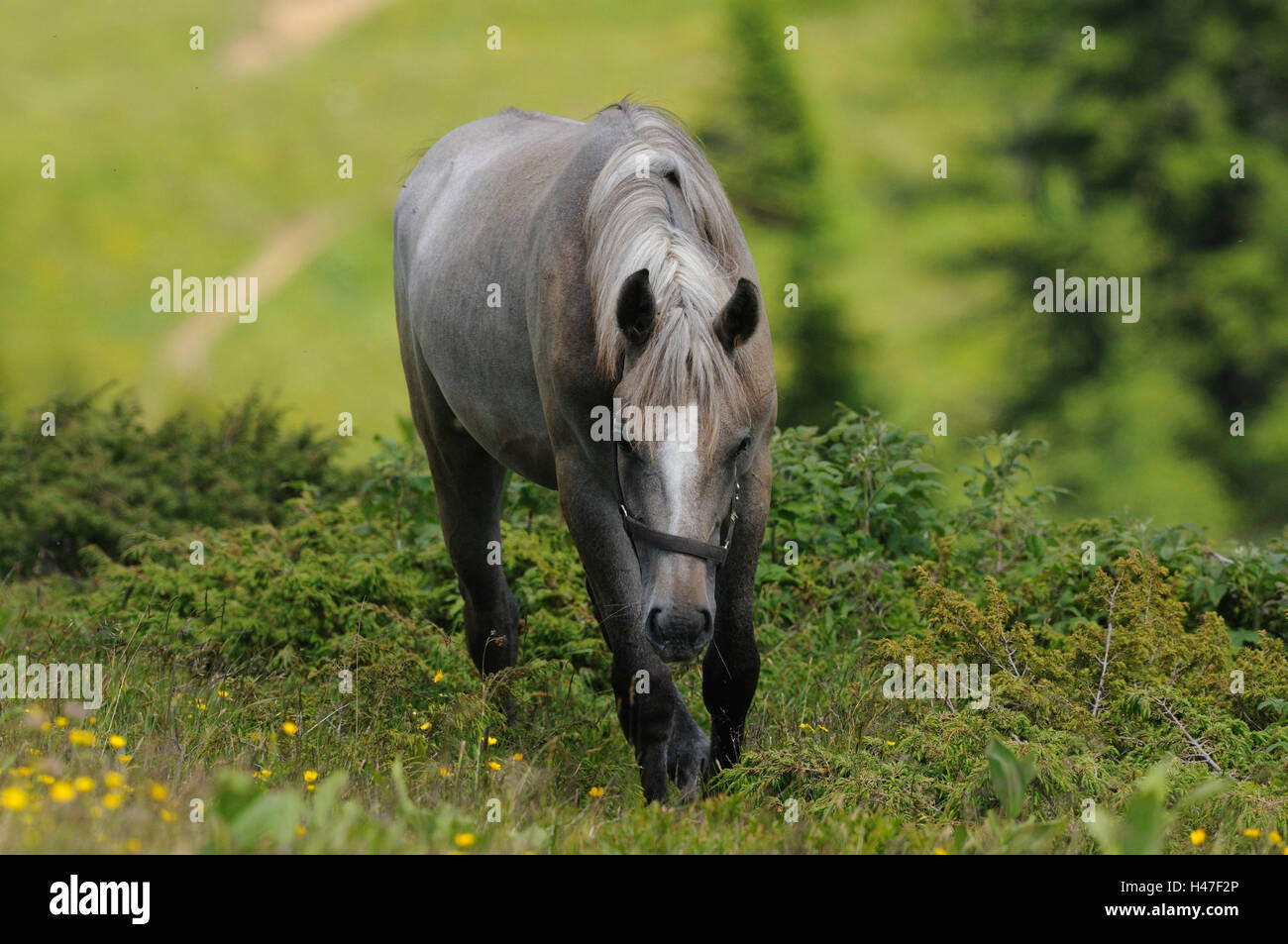 Inländische Hores, Equus Ferus Caballus, frontal, gehen, Blumenwiese, Landschaft, Wacholder, Büsche, Stockfoto