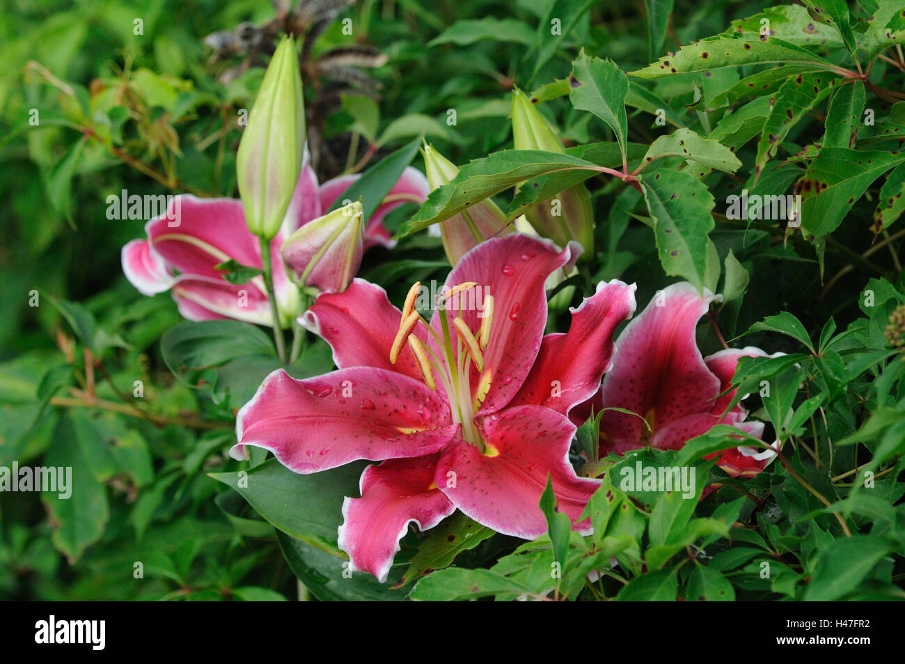 Lilie, Lilium, rote, Grenzen, konzentrieren sich auf den Vordergrung, Deutschland, Stockfoto