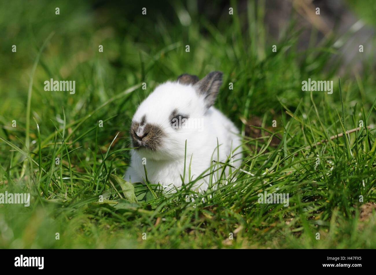 Hauskaninchen, Oryctolagus Cuniculus Forma Domestica, Jungtier, Wiese, Vorderansicht, liegend, Blick in die Kamera, Stockfoto