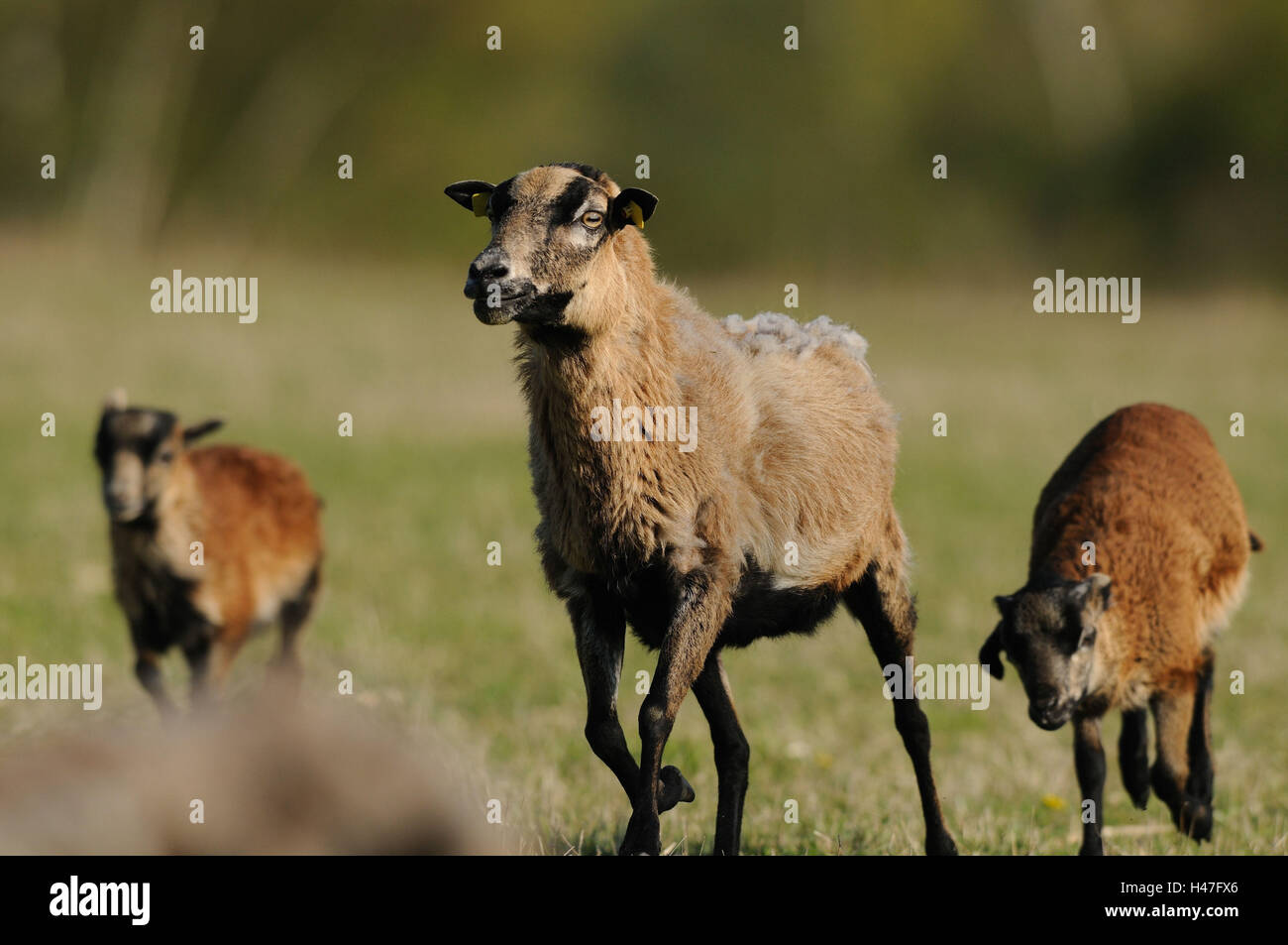 Kamerun Schafe, Nuss mit Lämmern, Seitenansicht, gehen, Blick auf die Kamera Stockfoto