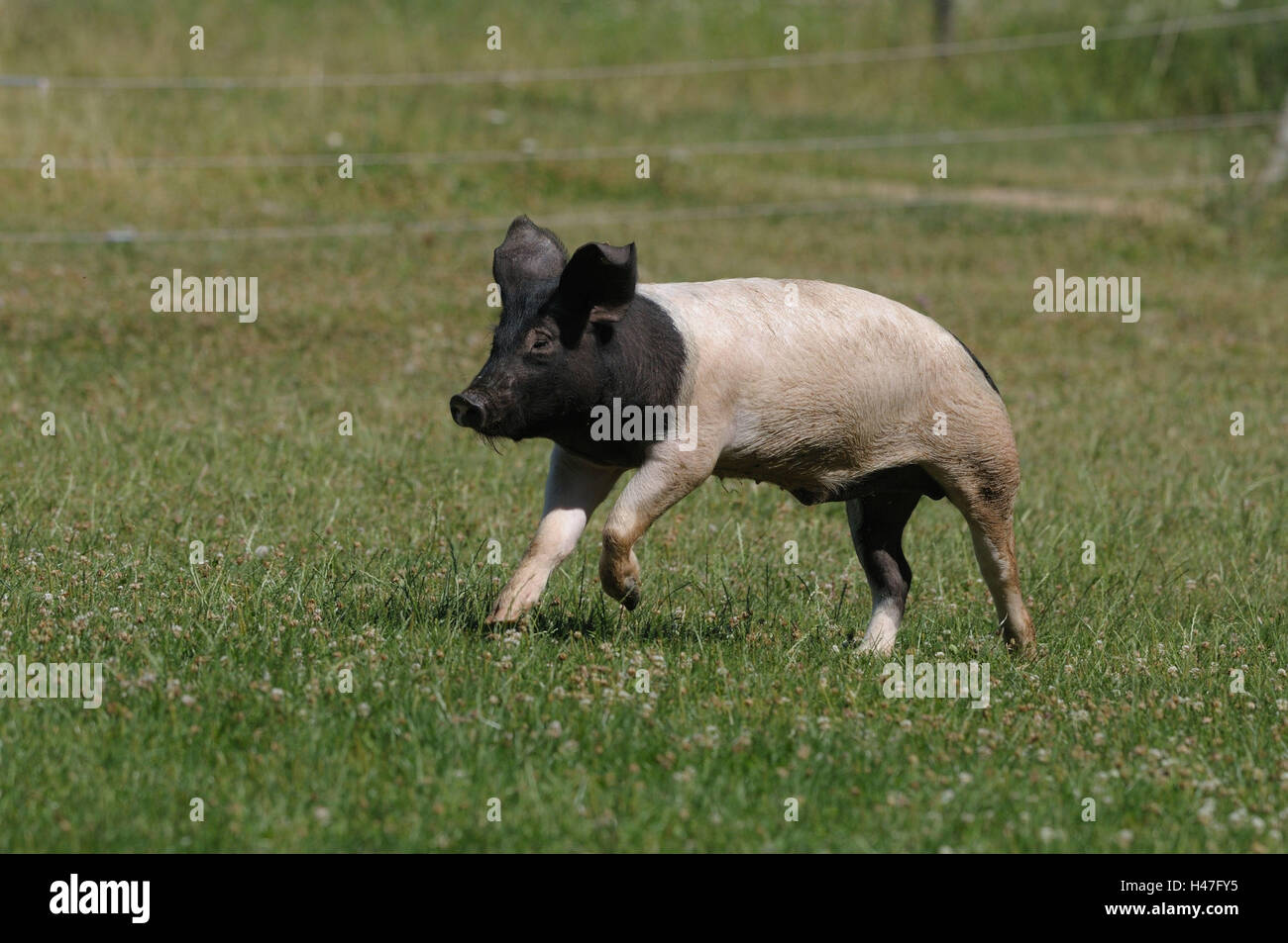 Schwäbisch-Hällisches Schwein, Wiese, Seitenansicht, laufen zu landen, Stockfoto