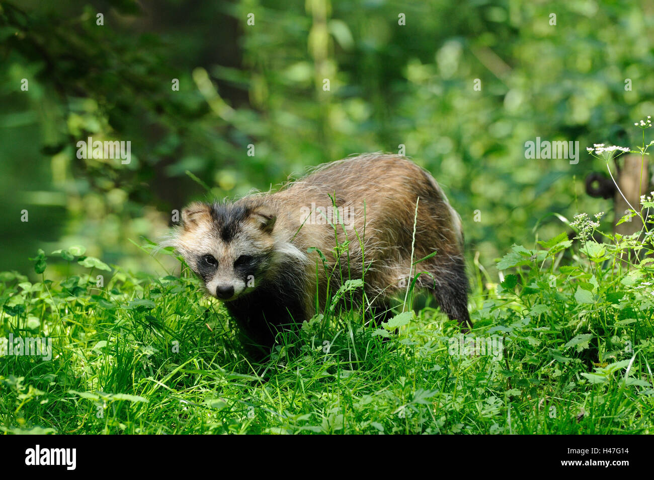 Marten es Hund, Nyctereutes Procyonoides, Wiese, Seitenansicht, Ständer, Blick in die Kamera Stockfoto