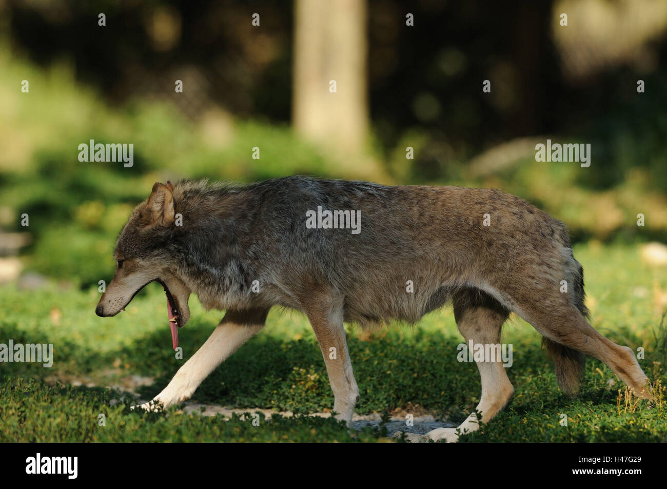Timberwolf, Canis Lupus LYKAON, Wiese, Seitenansicht, Go, Gähnen, Stockfoto