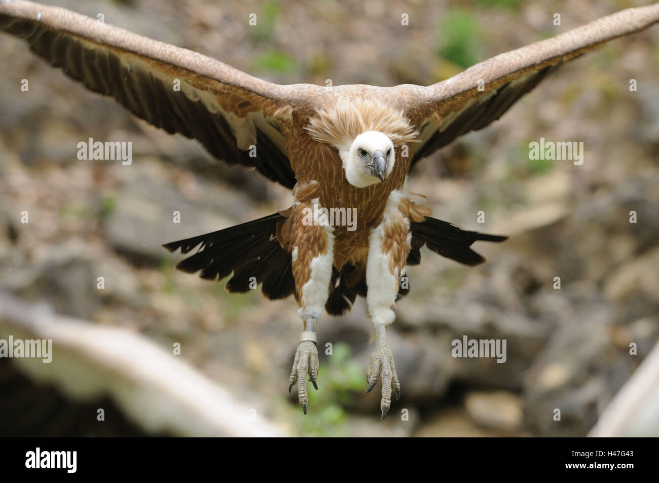 Gans Geier, abgeschottet Fulvus, frontal, fliegen, sehen Sie in der Kamera, Fokus auf den Vordergrund, Stockfoto