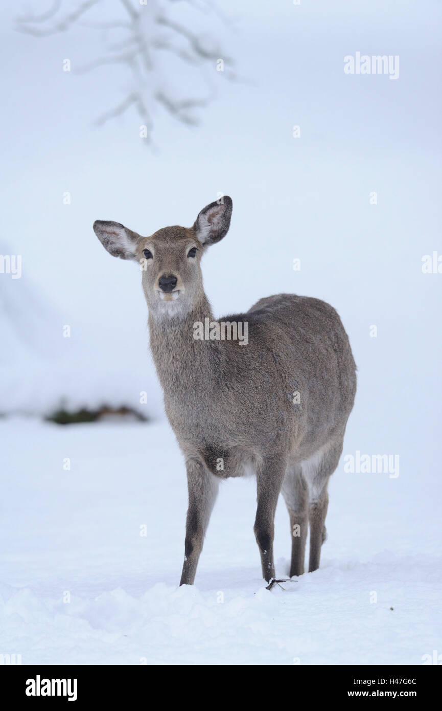 Sika Hirsch, Cervus Nippon, Seitenansicht, stehen, Schnee, Winter, Blick in die Kamera, Stockfoto