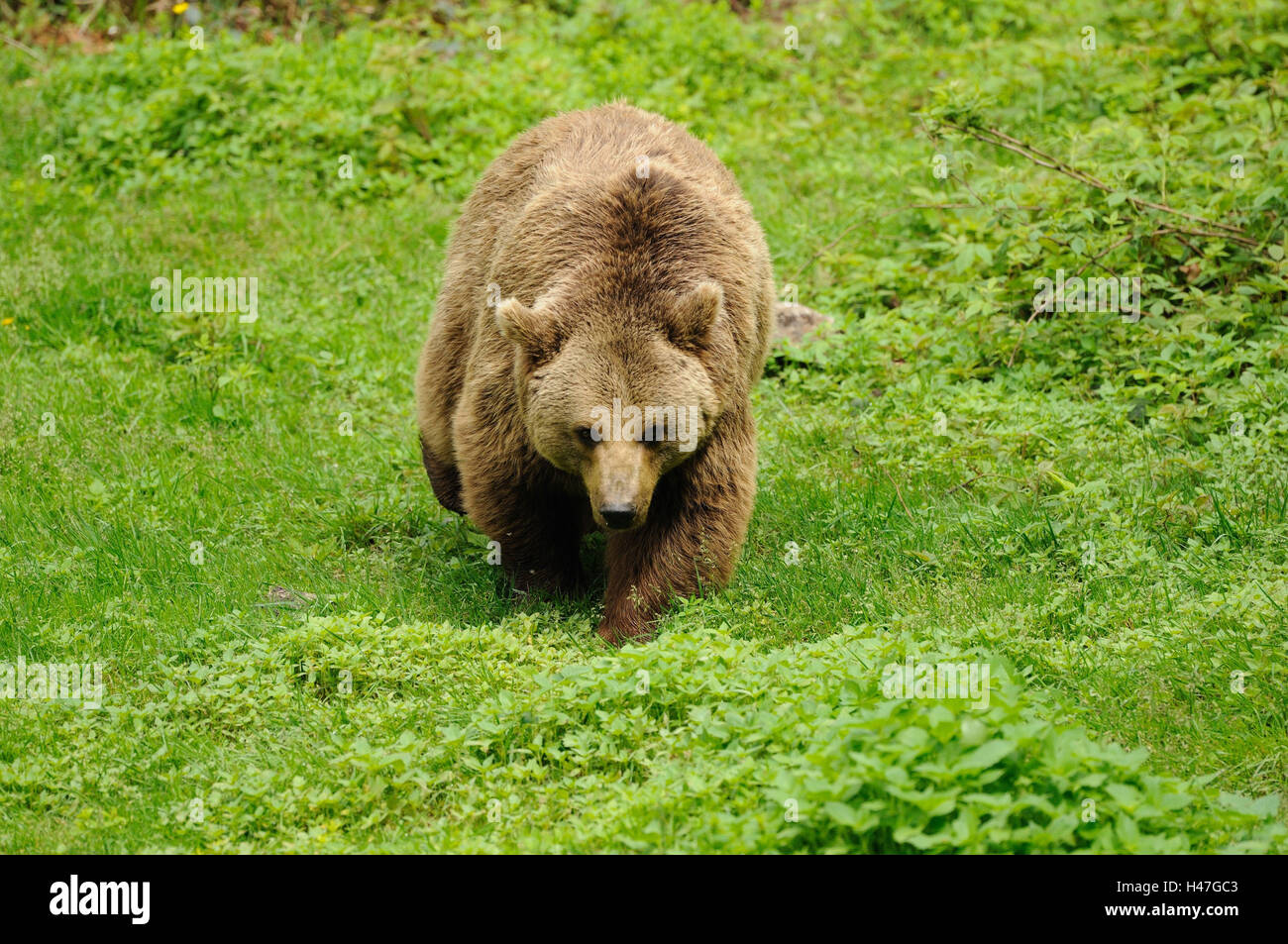 Europäischer Braunbär Ursus Arctos Arctos, frontal, gehen, Stockfoto