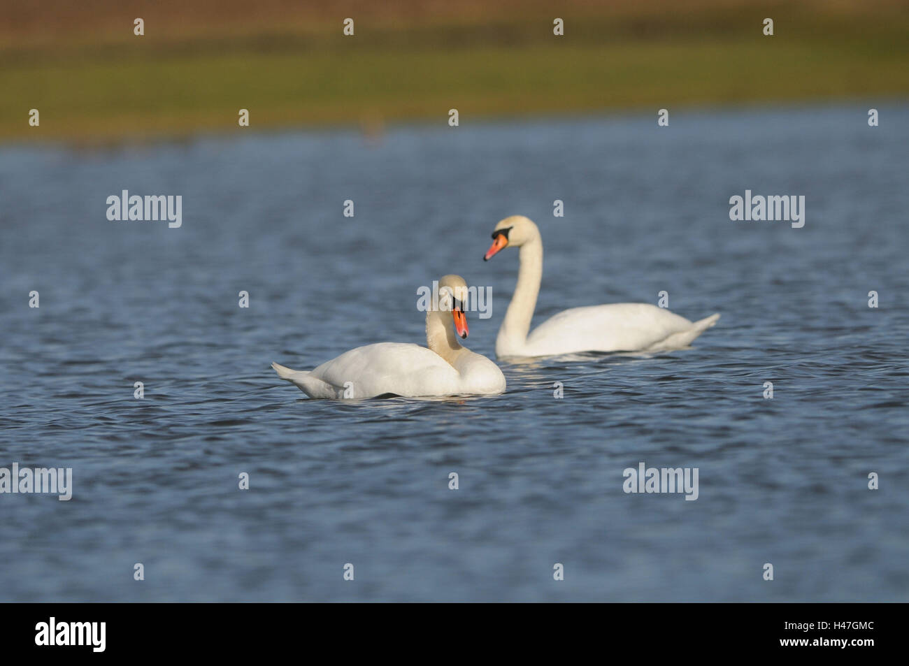 Buckel, Schwäne, Cygnus Olor, Wasser, Seitenansicht, Schwimmen, Stockfoto