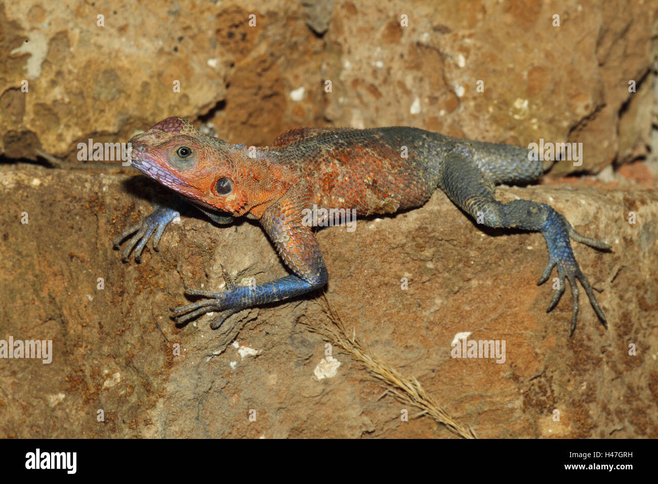 Lila Agama auf Felsen, Stockfoto